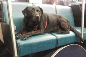 Собака самостоятельно ездит в парк на автобусе и пользуется проездным