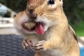 Бурундук и интересные факты о нем