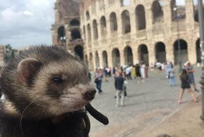 Пилот бросил службу и продал все, чтобы путешествовать по миру с хорьком