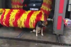 Собачьи гифки