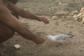 Прожорливую чайку удалось спасти от крючка, застрявшего в её лапе