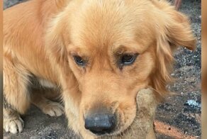 Счастливый пёс нашел любимую игрушку под руинами дома