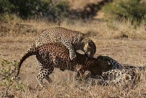 Самка леопарда набросилась на двух самцов, пытаясь прекратить драку