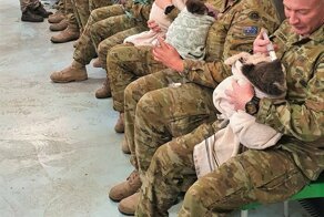 Австралийские военнослужащие в свободное время выхаживают коал