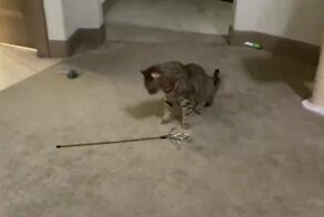 Кот, который умеет развлечь себя сам