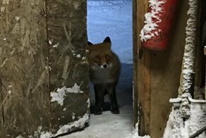 Это странное место - Камчатка