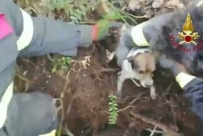 Итальянские пожарные спасли собак из барсучьей норы