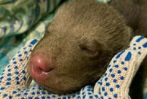 В Гатчине нашли новорожденного медвежонка. Зверя людям принесла лайка