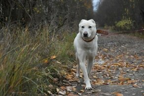 Несколько раз этого пса предавали и бросали на произвол судьбы