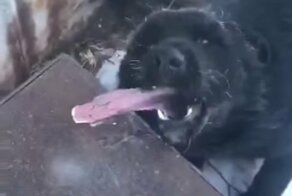 Шарик, ты балбес! Псу понравилось лизать металл на морозе