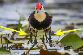 Австралийская Якана: Почему у этих птиц 5 пар конечностей?