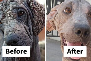 Guy Shares 28 Incredible Before &amp; After Rescue Dog Transformations, Shows What Love Can Do