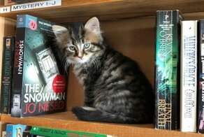 Зашел за книгой - ушел с котенком
