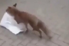 Мужчина, вооружившись клюшкой, отбил свою посылку у лисицы