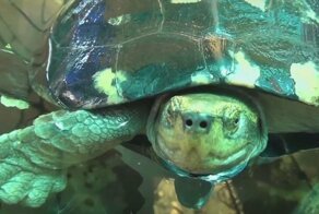 Сотни черепах живут в тесных бассейнах при тайском буддийском храме
