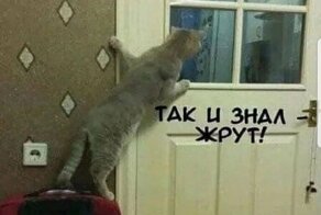 Коты