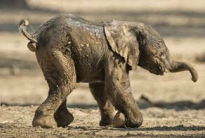 Видео: невероятно трогательный слоненок делает свои первые шаги
