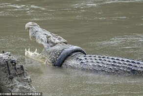 В Индонезии разыскивается храбрец для близкого общения с крокодилом