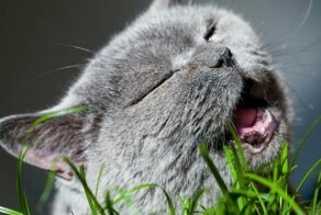 Коты-вегетарианцы в Великобритании объявлены вне закона