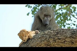 Павиан украл у львов детёныша
