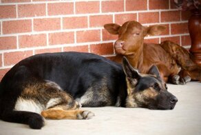 Осиротевший теленок думает, что он собака