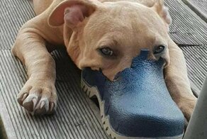 Уткособы - новый способ поднять себе настроение!