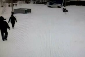 Прохожие отбили школьника у стаи собак