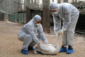 В Китае вспыхнул птичий грипп