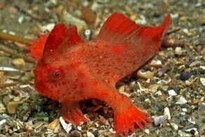 Обнаружена вторая популяция самой редкой в мире рыбы