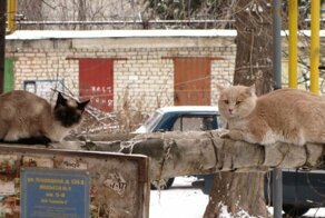 Колоритные уличные коты со всего мира