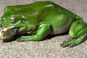 Лягушка съела самую ядовитую  змею в мире
