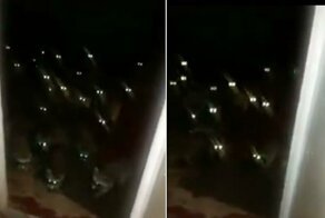 Толпа голодных енотов наведалась на порог дома американки