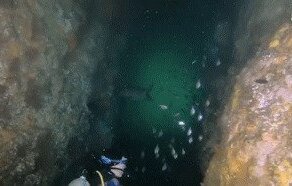 Рыбные гифки