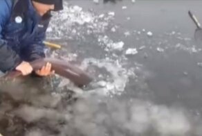 Уралец поймал огромную редкую рыбу, порадовался удаче и отпустил