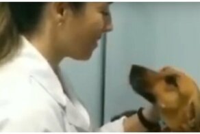 Главное – не смотреть на иглу! Скованная страхом собака на приеме у ветеринара