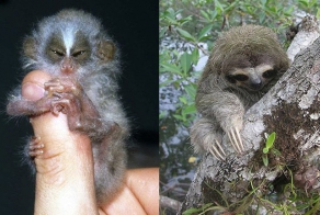 Самые необычные животные на грани вымирания (12 фото+текст)