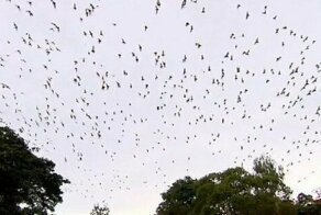 Летучие мыши запугали австралийцев