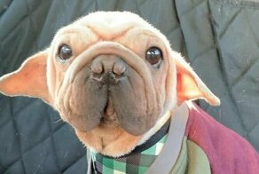 Спасенный от смерти щенок выглядит как малыш Йода