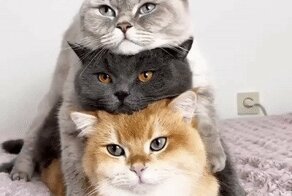 Кошачьи гифки
