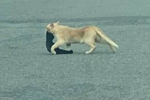 Кот ворует одежду у соседей