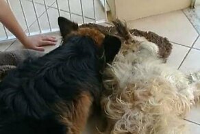 Пёс пытается разбудить своего не отошедшего от наркоза приятеля