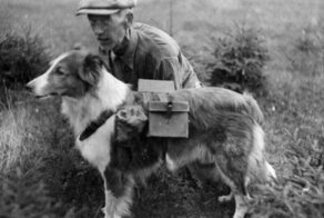 Мохнатый герой блокадного Ленинграда. Как пёс смог спасти тысячи жизней советских людей