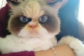 Новая Сердитая Кошка, которая выглядит даже более злой, чем ее предшественница