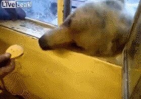 Медвежьи гифки