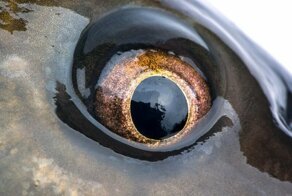 Почему рыбы не закрывают глаза?