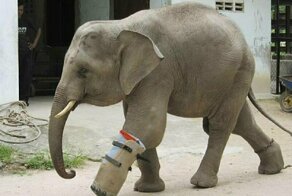 Камбоджийские ветеринары сконструировали протез для слона
