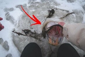 Еле затащил в лунку.Клюнула на 3 жерлици одновременно.Новый рекорд по зимней щуке