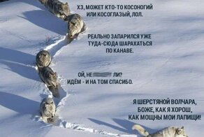 Мем сломался: Вожак волчьей стаи оказался волчицей