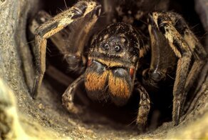 Мизгирь: Единственный русский тарантул — настоящий монстр!