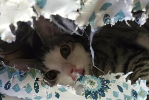 Хвостатые нахалы